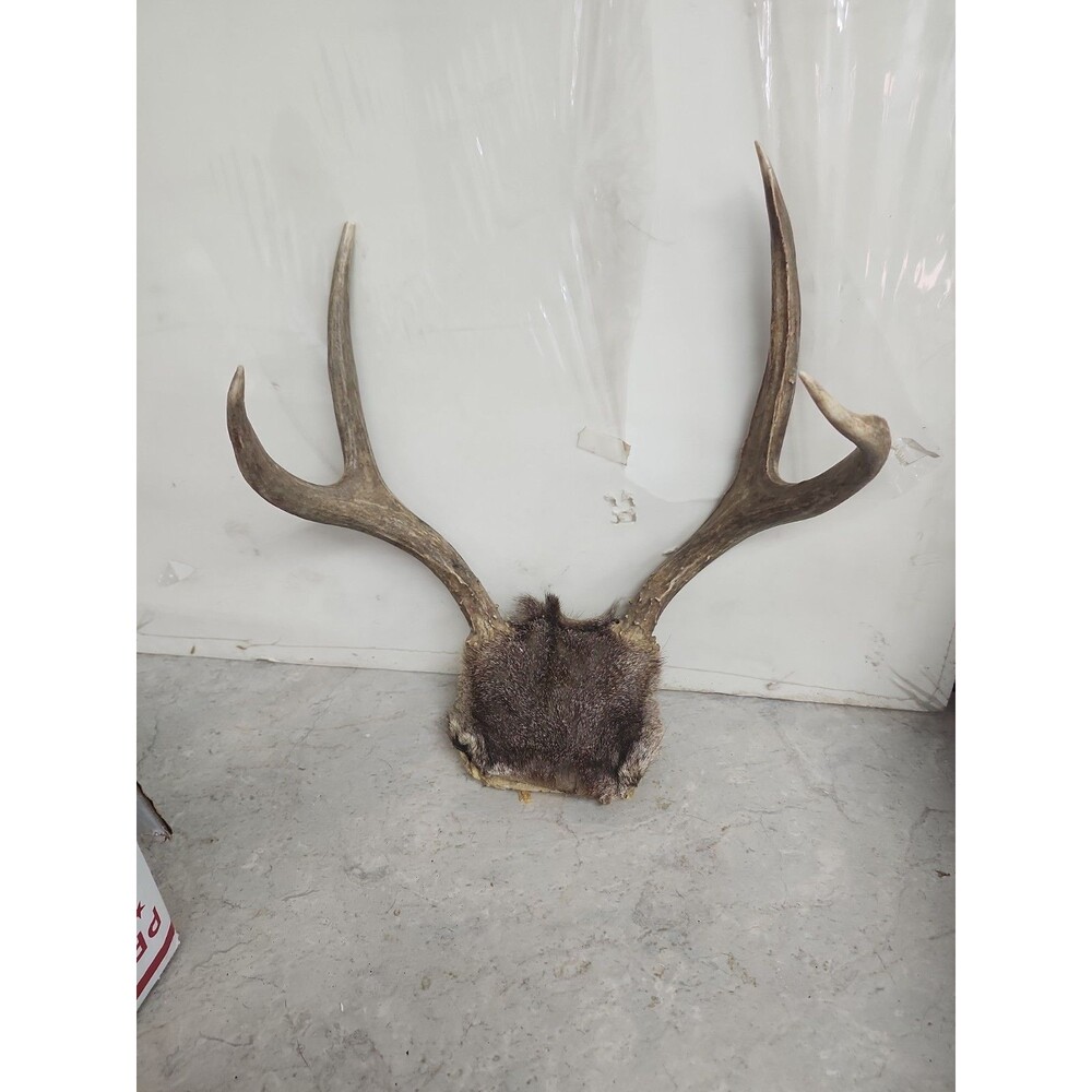 14" wide  DEER RACK antler Psir With Skull Cap 4 Point